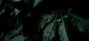 Close-up of dark green leaves, representing calm and nervous system support associated with neurofeedback in Denver, CO.