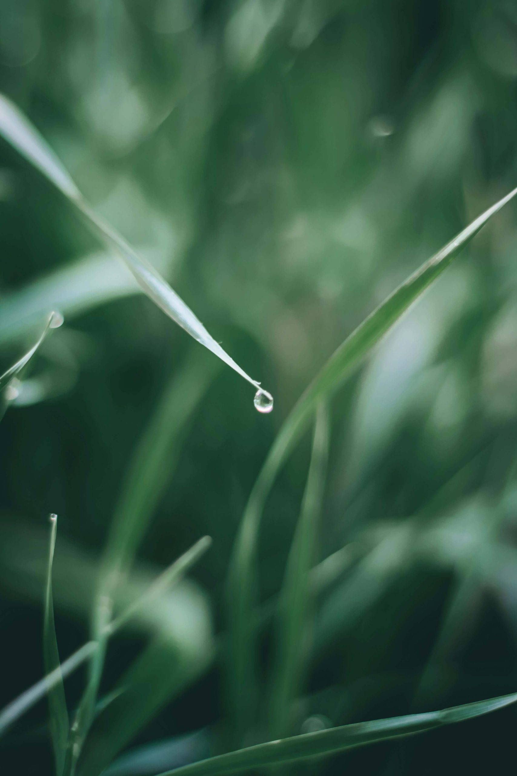 Close-up of a water droplet resting on a long blade of grass, representing awareness and regulation connected to qEEG Brain Mapping in Denver, CO.