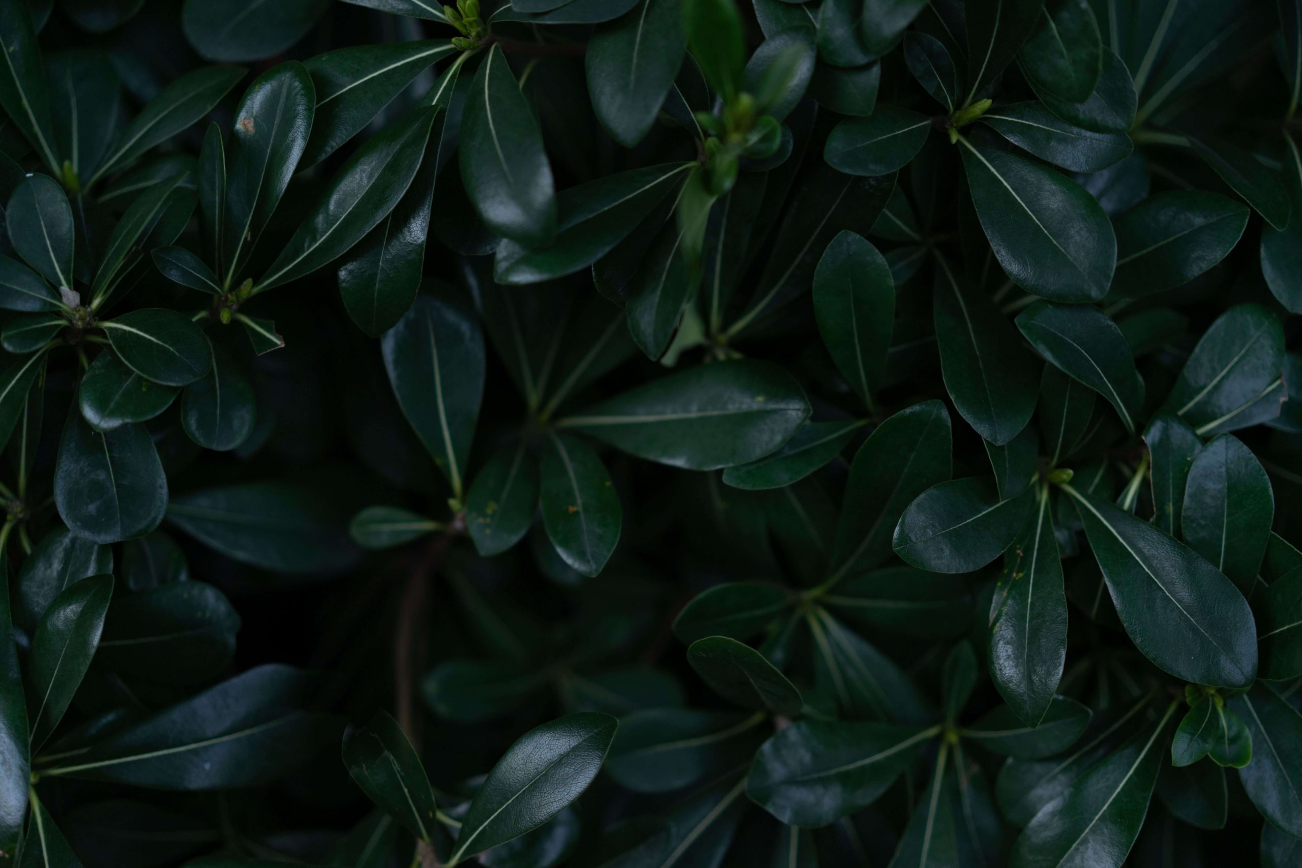 Close-up of dark green leaves, symbolizing grounding, relaxation, and nervous system regulation through sleep therapy for highly sensitive people in Denver, CO.
