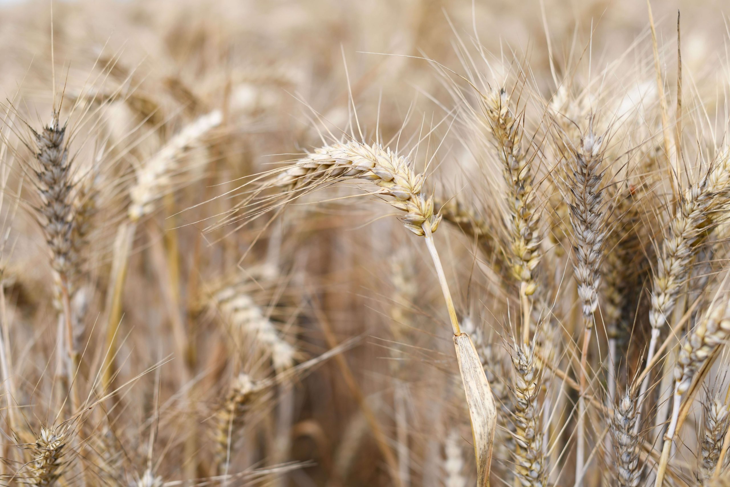 Wheat field, representing calm, renewal, and restorative rest supported through sleep therapy for highly sensitive people in Denver, CO.