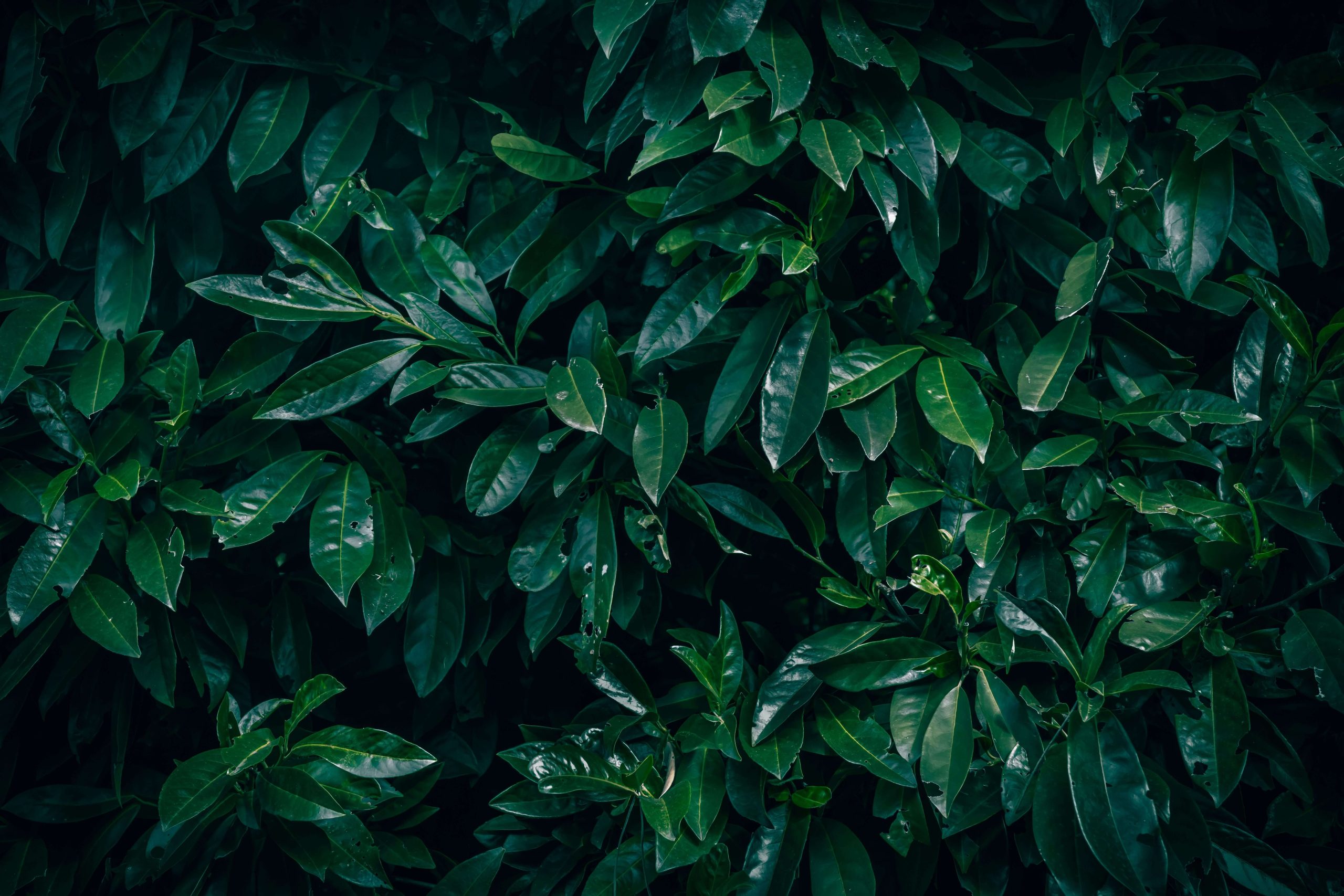Close-up of dark green leaves, symbolizing grounding, relaxation, and restorative sleep support through personalized care for neurodivergence and sleep in Denver, CO.